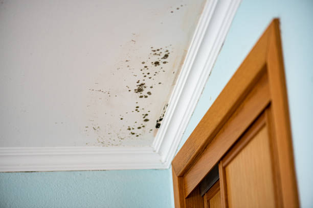 Best Attic Mold Removal  in Bay, AR