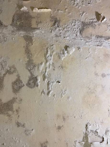 Best Attic Mold Removal  in Bay, AR