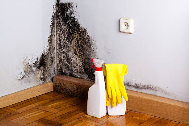 Best Office Mold Removal Services  in Bay, AR