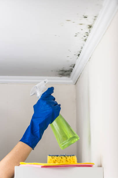 Best Residential Mold Removal  in Bay, AR